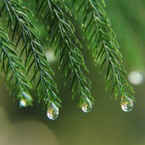 Macro Photography