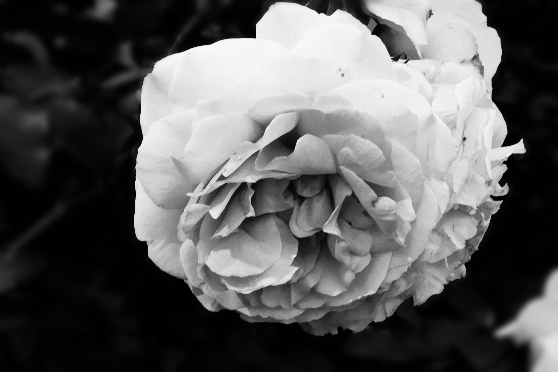 Black & white photography