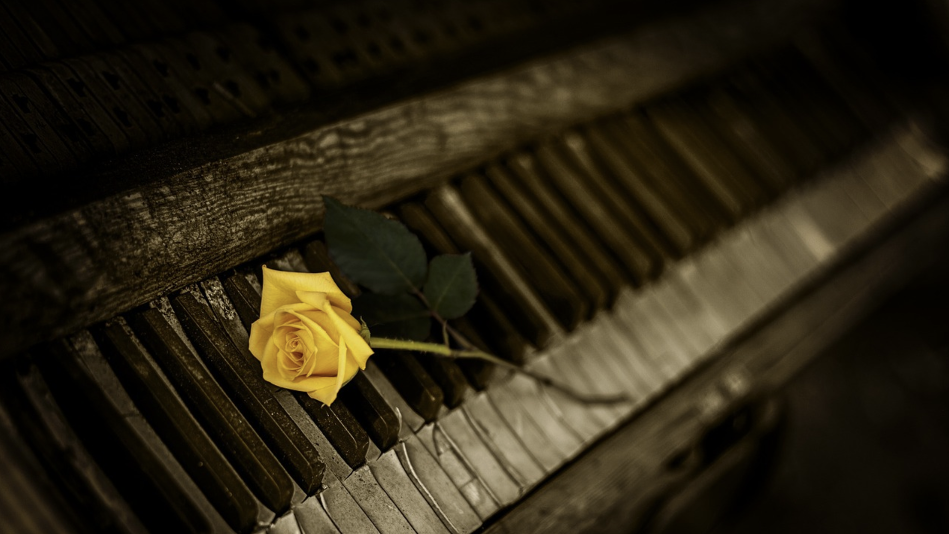 Musical Covers