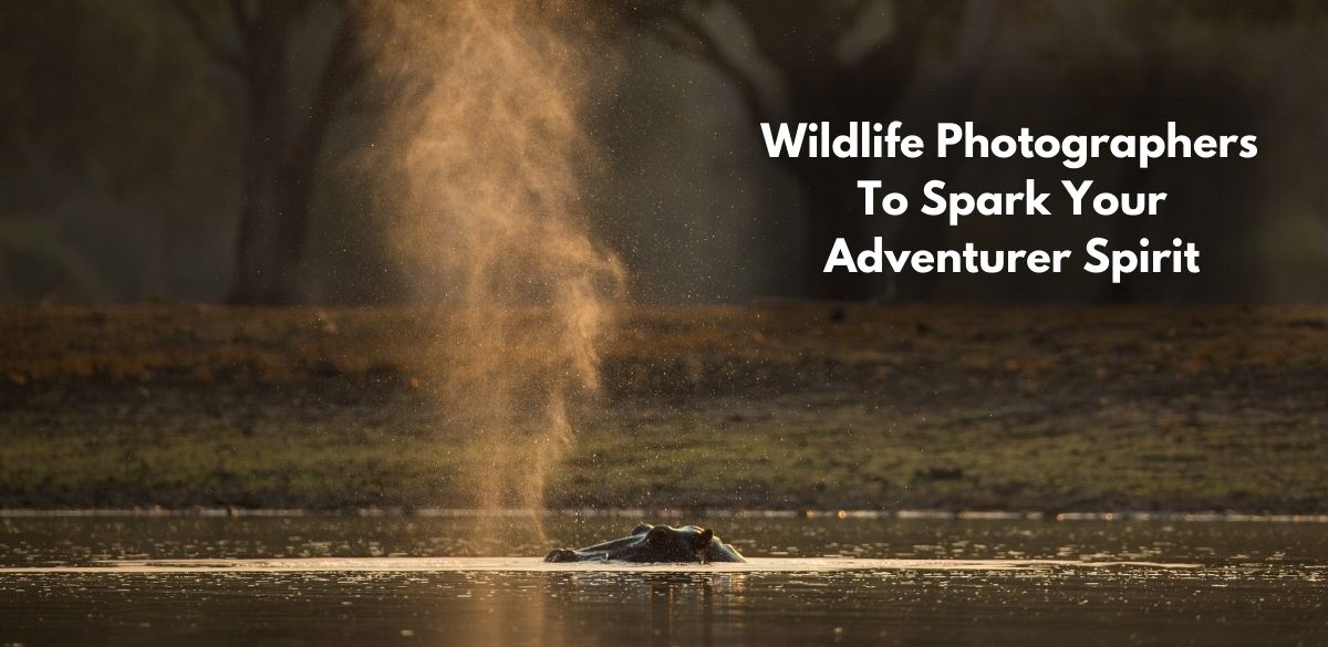 Wildlife Photographer, Wldlife, Photography, Instagram