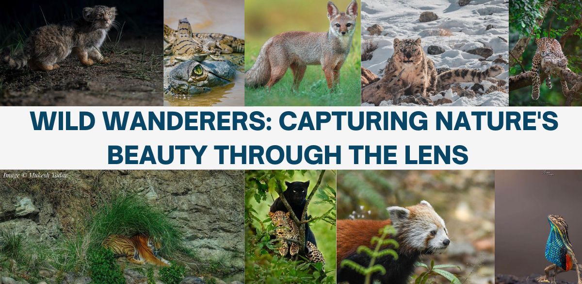 Wildlife photography, Wild