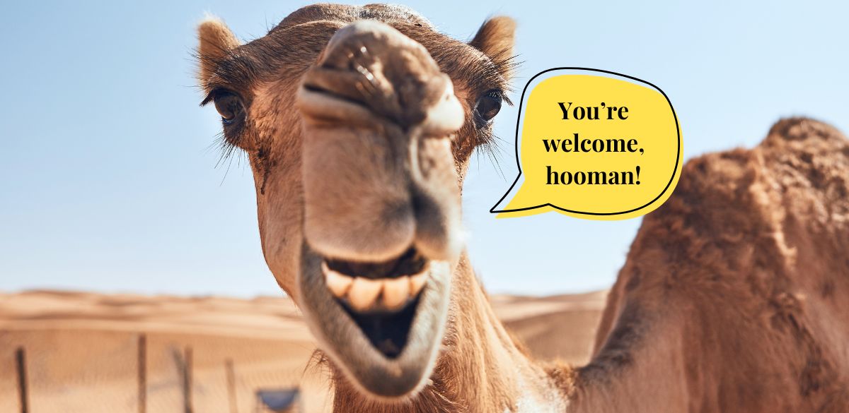 camels, camelids, UN, year, like, India, United Nations