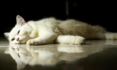 Rest, lazy, India, people mindset