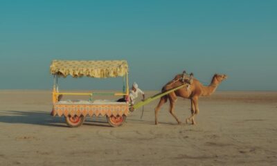 Kutch, white, salt , desert, utsav